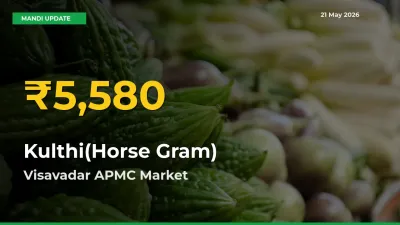 Kulthi(Horse Gram) Prices Soar to Record High in Visavadar APMC – Farmers Alert Today