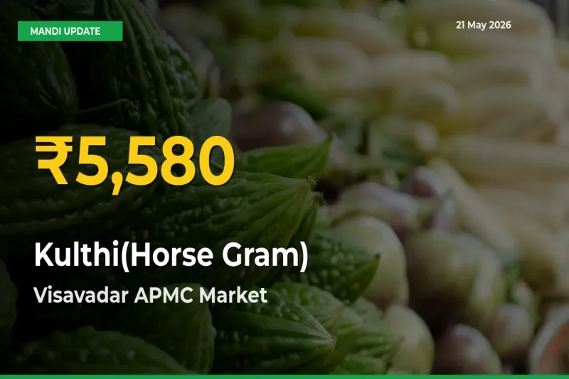 Kulthi(Horse Gram) Prices Soar to Record High in Visavadar APMC – Farmers Alert Today