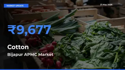Bijapur APMC Tops Cotton Mandi Rates Today
