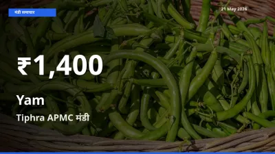 किसानों के लिए चिंता का विषय? रतालू के दाम Tiphra APMC में 30 दिन के न्यूनतम स्तर पर