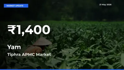 Yam Hits 30-Day Low in Tiphra APMC