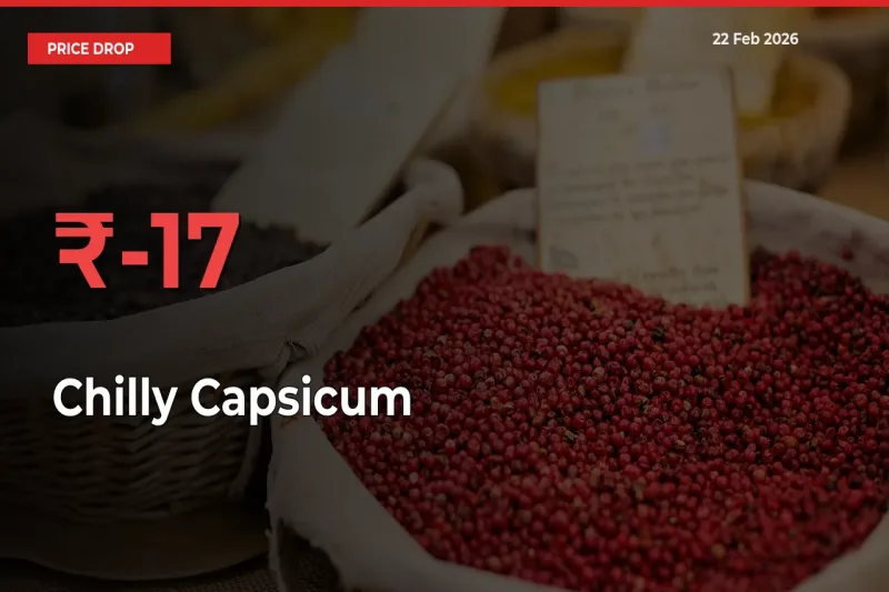 17.05% Drop in Chilly Capsicum Prices – Mandi Sees Sudden Fall