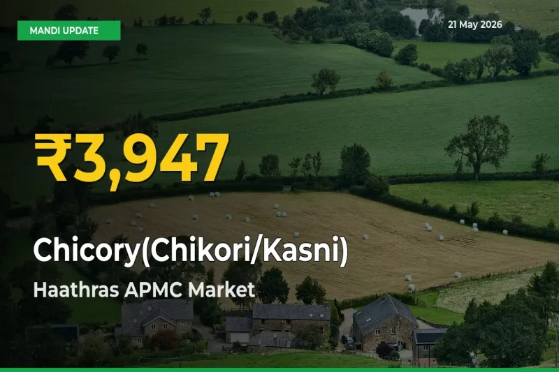 Chicory(Chikori/Kasni) Prices Soar to Record High in Haathras APMC – Farmers Alert Today