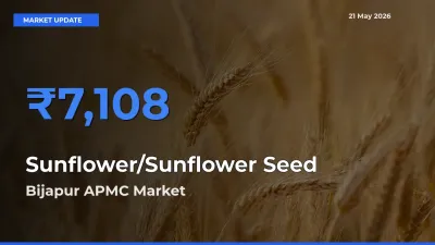 Bijapur APMC Emerges as Top Mandi for Sunflower/Sunflower Seed Prices Today