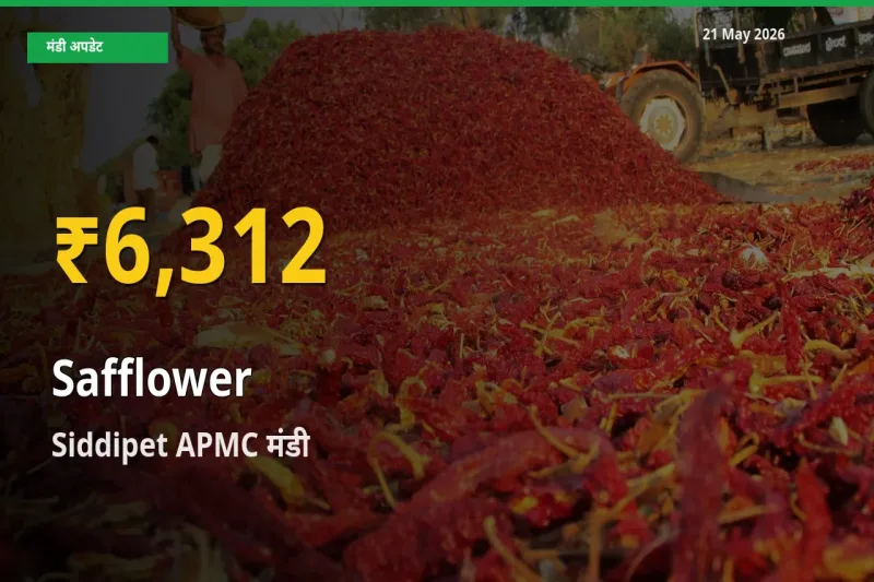 कुसुम के दामों ने बनाया नया रिकॉर्ड, Siddipet APMC में तेज़ी