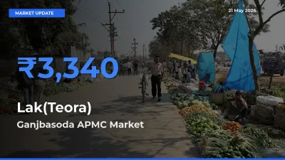 Ganjbasoda APMC Emerges as Top Mandi for Lak(Teora) Prices Today