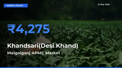 Farmers Prefer Maigalganj APMC as Khandsari(Desi Khand) Hits Highest Rate
