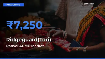 Farmers Prefer Panvel APMC as Ridgeguard(Tori) Hits Highest Rate