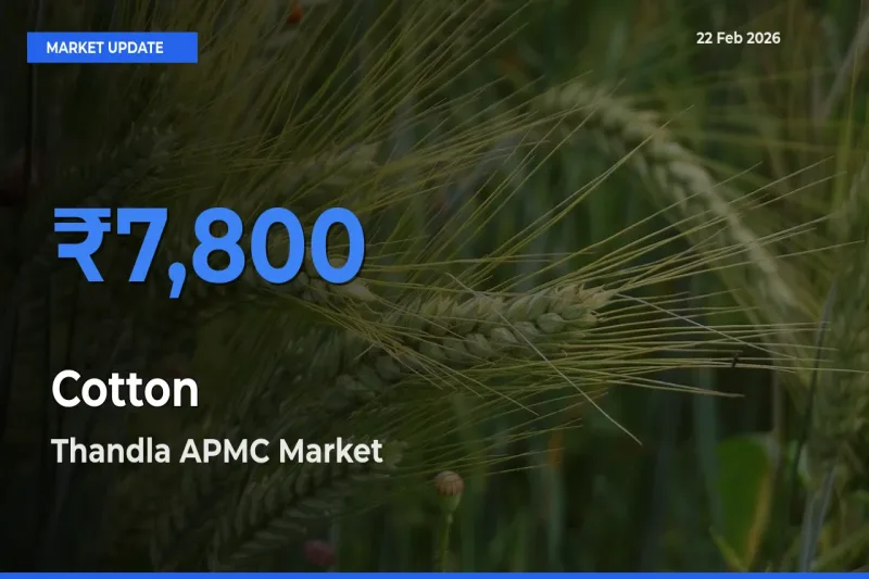Thandla APMC Records Highest ₹7,800 Rate for Cotton