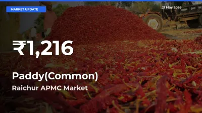 Why Paddy(Common) Prices Slumped in Raichur APMC – 30-Day Low Today
