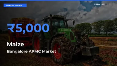 Bangalore APMC Leads as Top Mandi for Maize Prices