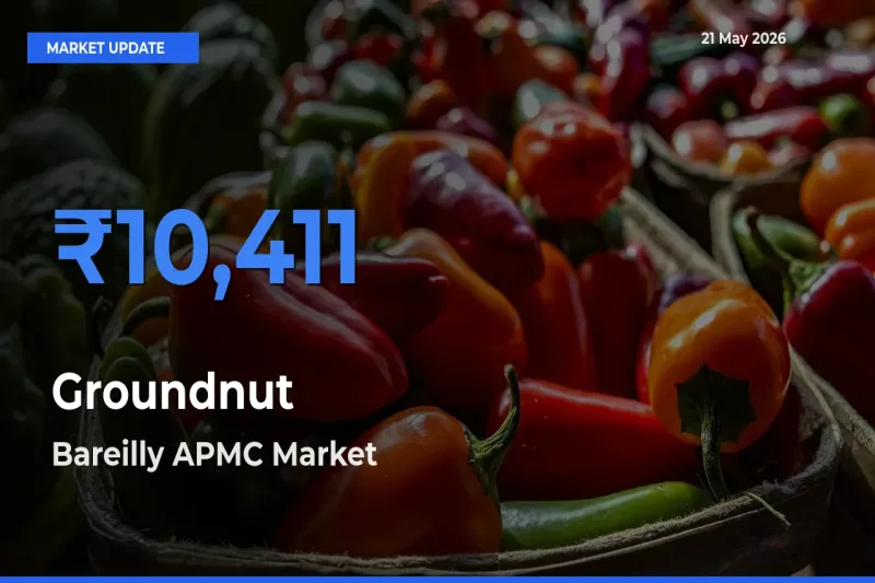 Bareilly APMC Tops Groundnut Rates – May 21 Market Update