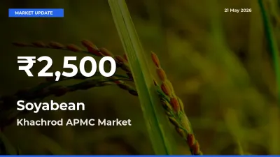Soyabean Prices Touch 30-Day Low in Khachrod APMC – May 21 Update
