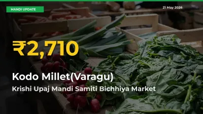 Krishi Upaj Mandi Samiti Bichhiya Leads as Kodo Millet(Varagu) Hits Highest Rate – May 21 Update