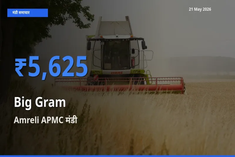 आज काबुली चना के सबसे ज़्यादा दाम Amreli APMC मंडी में दर्ज
