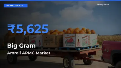 Amreli APMC Offers ₹5,625 – Highest Big Gram Rate Today