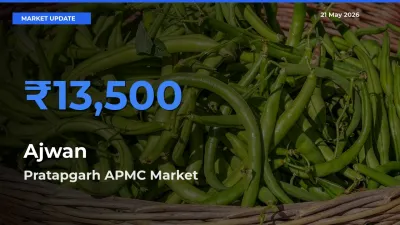 Pratapgarh APMC Tops Ajwan Mandi Rates Today