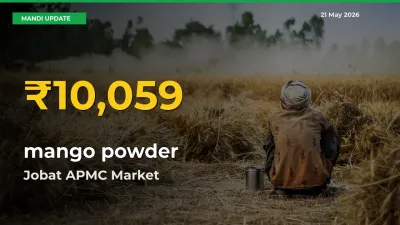 mango powder Price Hits New High in Jobat APMC Today – Check Latest Mandi Rates