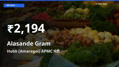 आज का मंडी भाव: Hubli (Amaragol) APMC में लोबिया (चावली) 30 दिन के सबसे कम स्तर पर