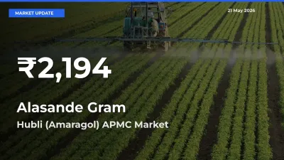 Alasande Gram Hits 30-Day Low in Hubli (Amaragol) APMC