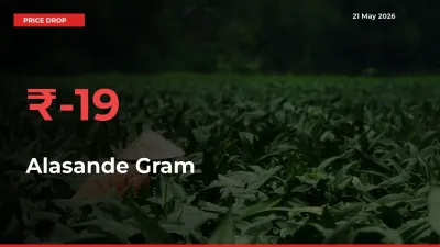 Farmers Alert as Alasande Gram Prices Slide 18.67% in Local Mandis