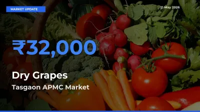 Tasgaon APMC Tops Dry Grapes Rates – May 21 Market Update