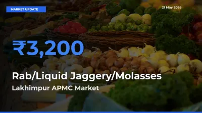 Lakhimpur APMC Tops Rab/Liquid Jaggery/Molasses Mandi Rates Today