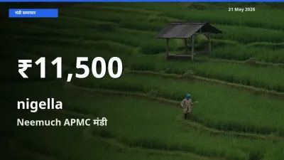 किसानों के लिए चिंता का विषय? कलौंजी के दाम Neemuch APMC में 30 दिन के न्यूनतम स्तर पर