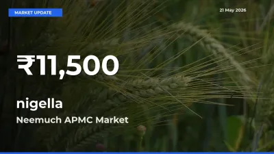 Farmers Concerned as nigella Hits 30-Day Low in Neemuch APMC