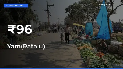 Yam(Ratalu) Trend Strengthens Across Major Mandis