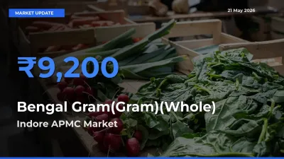 Top Performer! Indore APMC Offers Best Bengal Gram(Gram)(Whole) Price Today