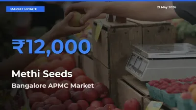 Top Performer! Bangalore APMC Offers Best Methi Seeds Price Today