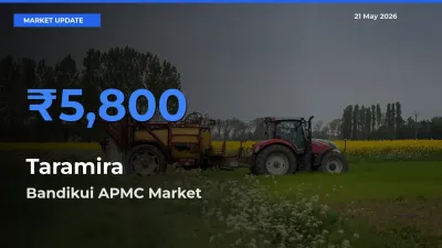 Bandikui APMC Emerges as Top Mandi for Taramira Prices Today
