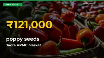 poppy seeds Price Rally Continues – Jaora APMC Hits Fresh High Today