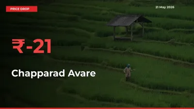 Sudden Shock! Chapparad Avare Drops 20.55% in 24 Hours at Top Mandis