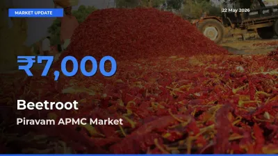 Beetroot Mandi Rate Today: Piravam APMC Tops the List