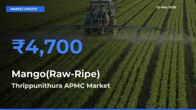 Thrippunithura APMC Tops Mango(Raw-Ripe) Rates – May 22 Market Update