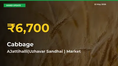 Cabbage Price Hits New High in AJattihalli(Uzhavar Sandhai ) Today – Check Latest Mandi Rates
