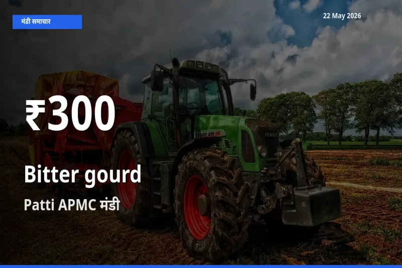 करेला के दाम 30 दिनों के सबसे निचले स्तर पर, Patti APMC