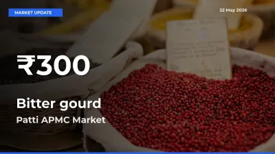 Farmers Concerned as Bitter gourd Hits 30-Day Low in Patti APMC