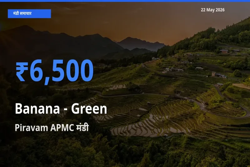टॉप मंडी बना Piravam APMC! केला - हरा के सबसे ऊँचे दाम यहीं दर्ज