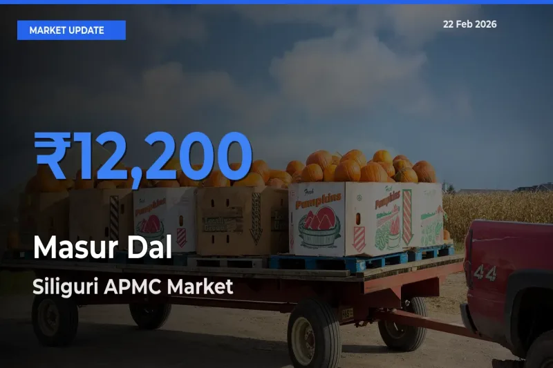 Siliguri APMC Records Highest ₹12,200 Rate for Masur Dal