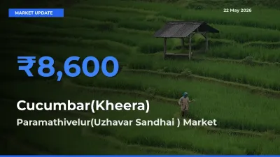 Paramathivelur(Uzhavar Sandhai ) Leads as Top Mandi for Cucumbar(Kheera) Prices