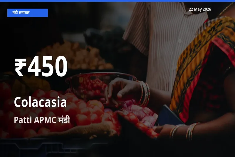 अरबी के दामों में गिरावट, Patti APMC में 30 दिन का न्यूनतम भाव