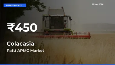 Sharp Fall! Colacasia Prices Drop to 30-Day Low in Patti APMC