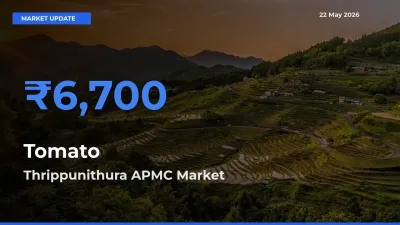 Thrippunithura APMC Records Highest ₹6,700 Rate for Tomato