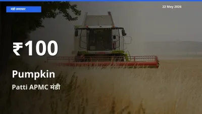 तेज़ गिरावट! Patti APMC में कद्दू के दाम 30 दिन के निचले स्तर पर