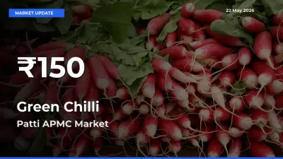 Green Chilli Prices Touch 30-Day Low in Patti APMC – May 22 Update
