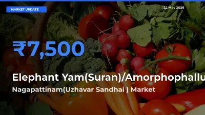 Farmers Prefer Nagapattinam(Uzhavar Sandhai ) as Elephant Yam(Suran)/Amorphophallus Hits Highest Rate