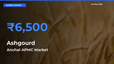 Ashgourd Mandi Rate Today: Anchal APMC Tops the List